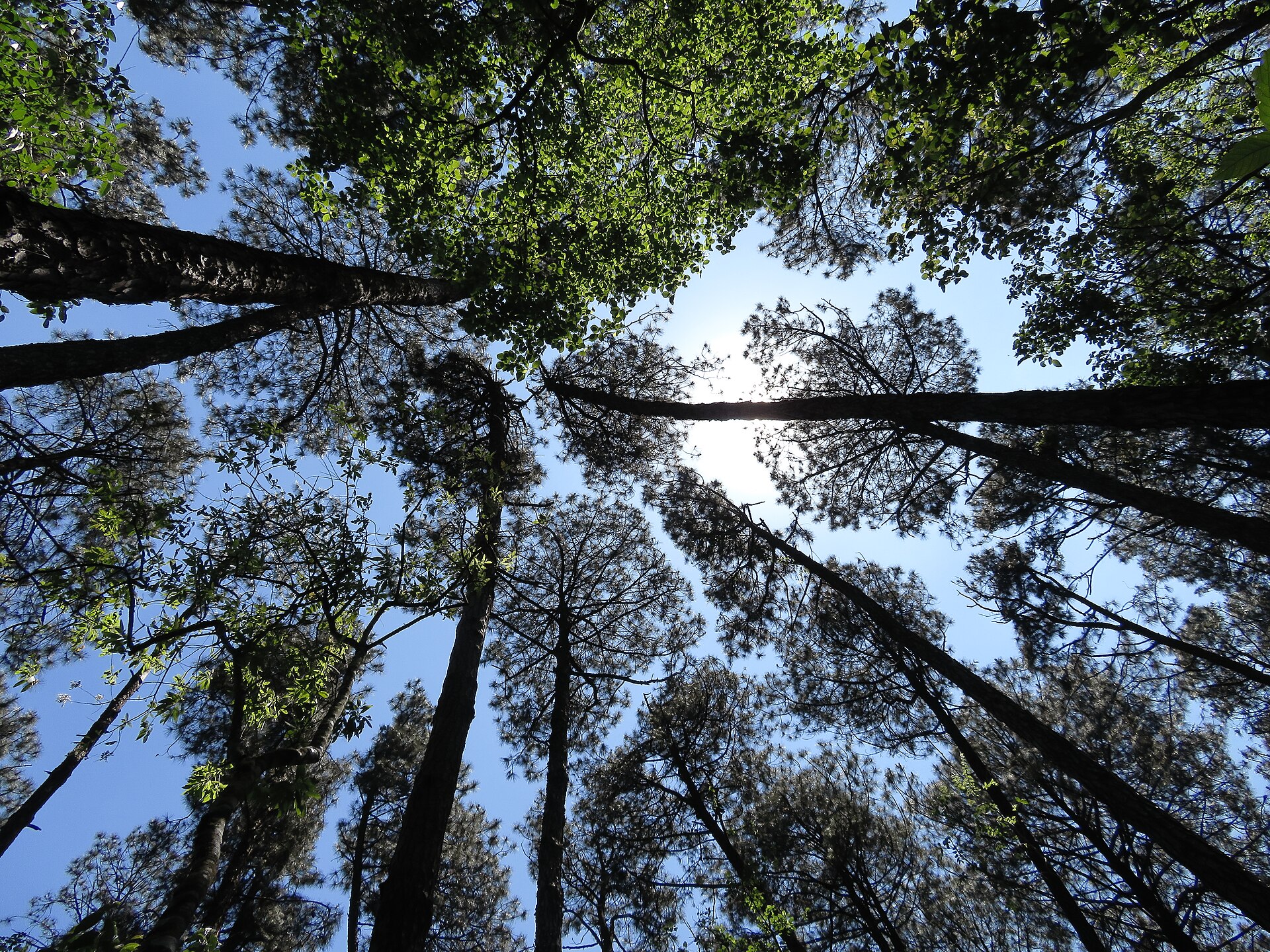 Imagem de referência de Área de Proteção Ambiental Sistema Cantareira, descrito nos dados abertos como área de Proteção Ambiental Sistema Cantareira de nível Estadual, localizado (a) em Atibaia (SP), Bragança Paulista (SP), Joanópolis (SP), Mairiporã (SP), Nazaré Paulista (SP), Piracaia (SP), Vargem (SP)